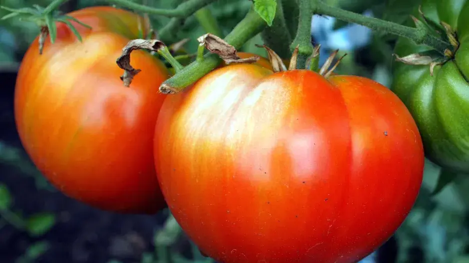 Rajčata popálená od slunce