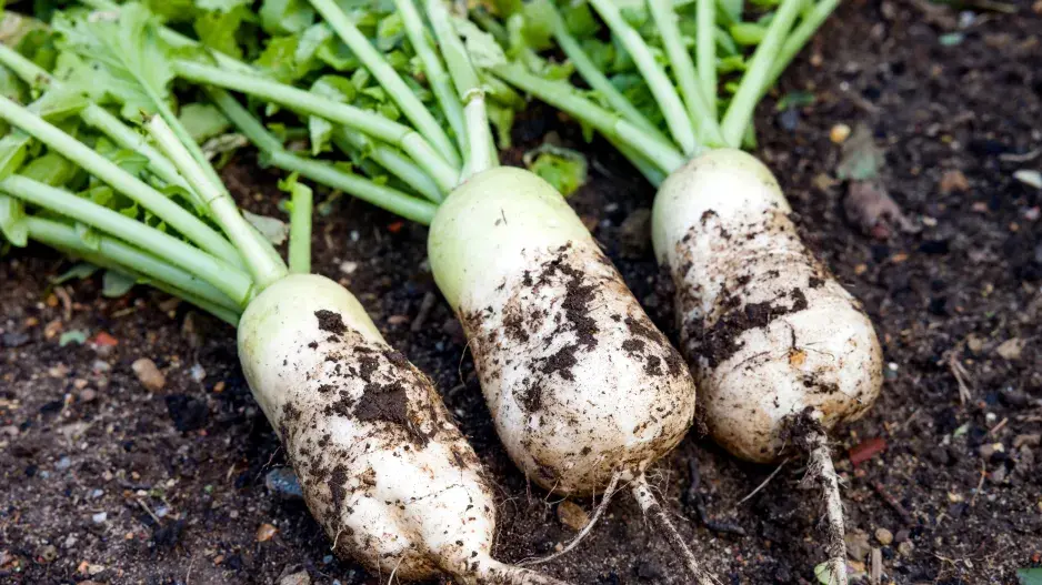 Bulvy japonské ředkve