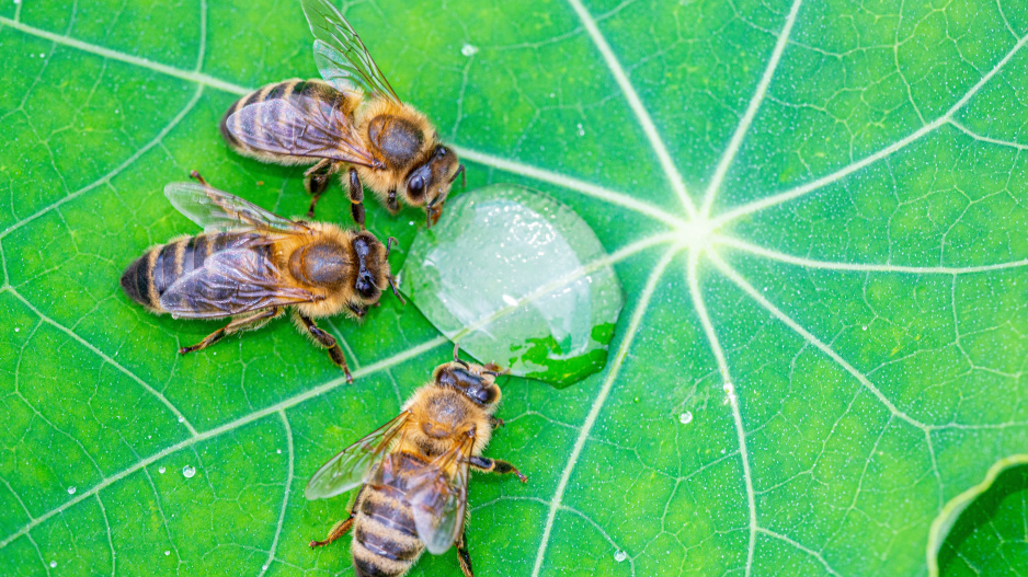 Včely pijí vodu z kapky rosy