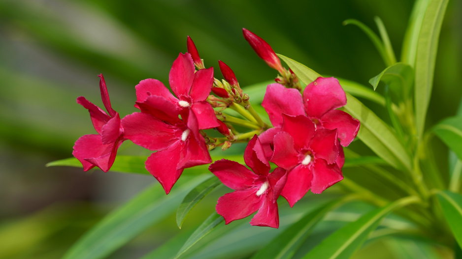 Červené květy oleandru
