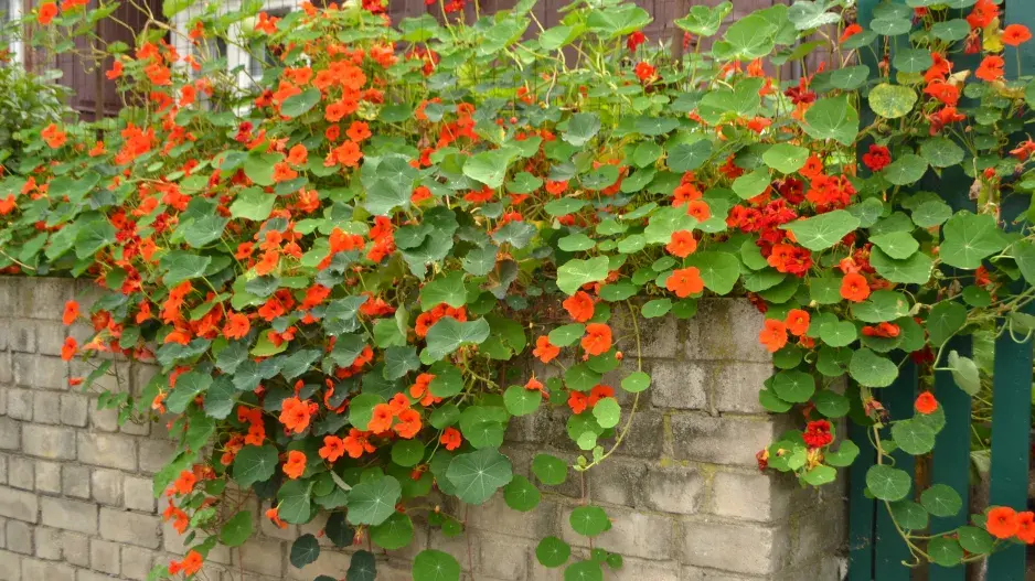 Lichořeřišnice pokryv zdi