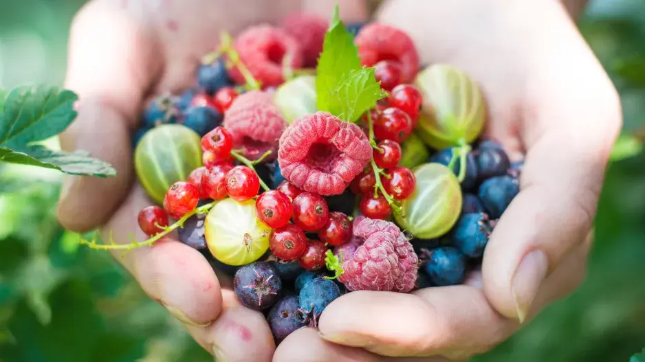 Hrst drobného ovoce