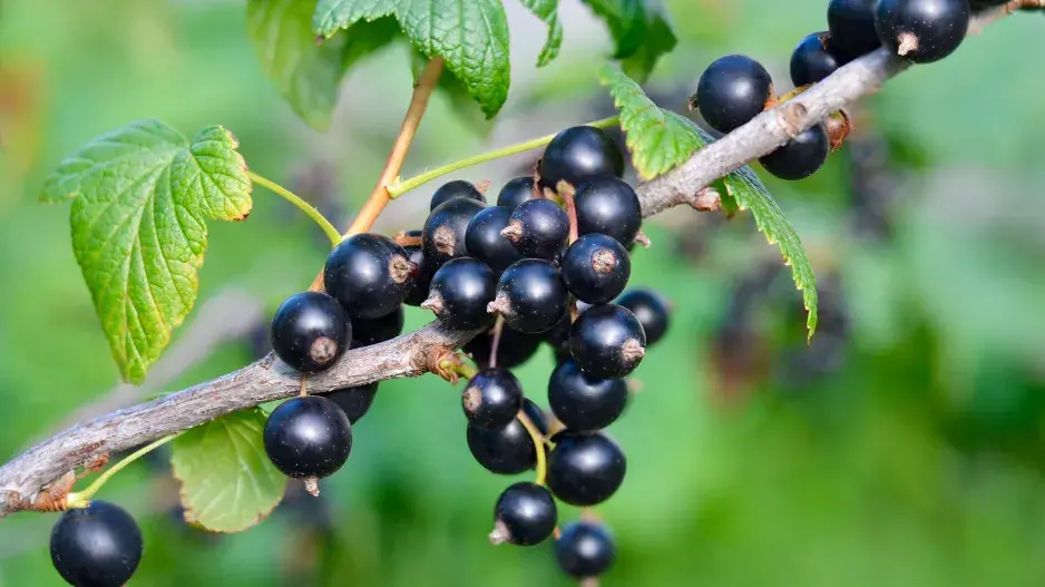 Větev černého rybízu s plody