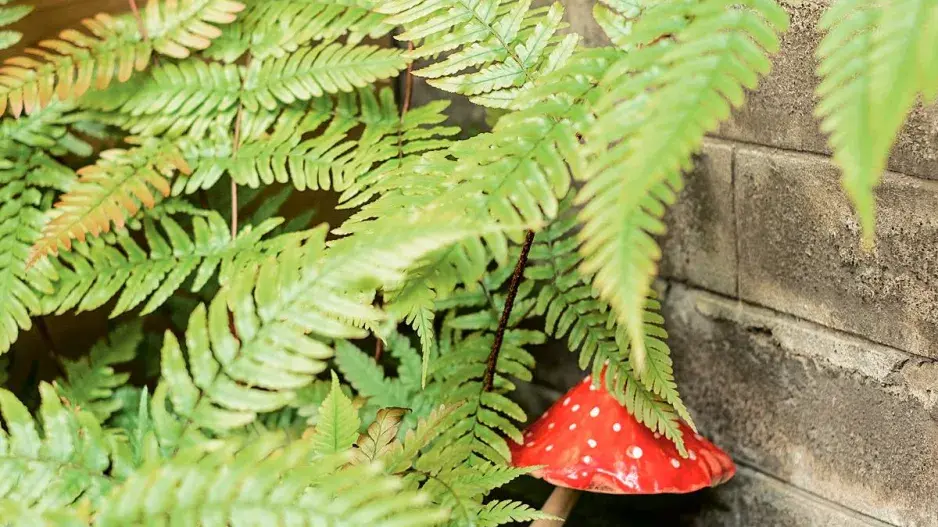 Kapradina a dekorace v podobě muchomůrky Kapradina a dekorace v podobě muchomůrky