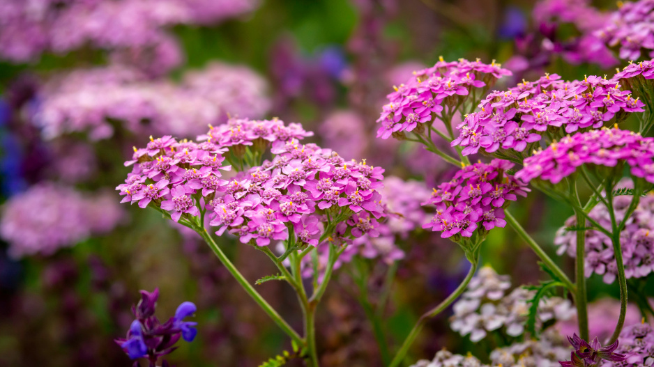 Řebříček ’Lilac Beauty’