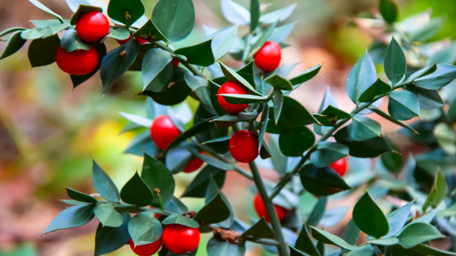 Listnatec pichlavý (Ruscus aculeatus)