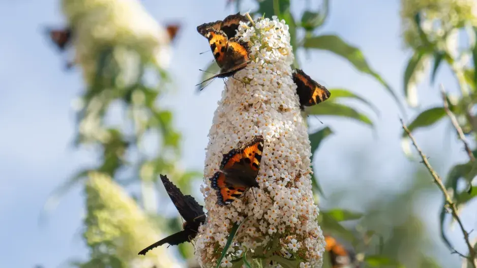 Obsypaný motýlí keř