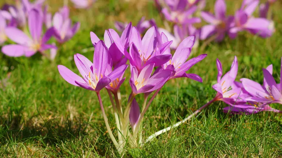 Růžové květy ocúnu jesenního