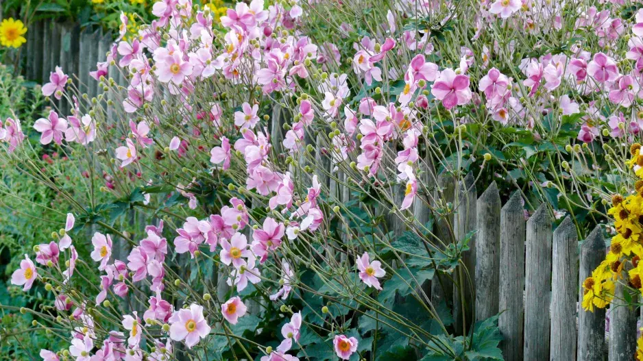 Sasnkovka hupehejská u plotu