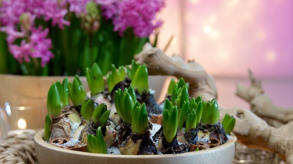 Rychlené hyacinty