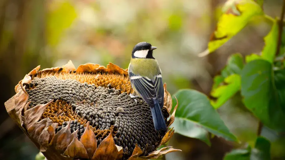 Sýkora koňadra na slunečnici