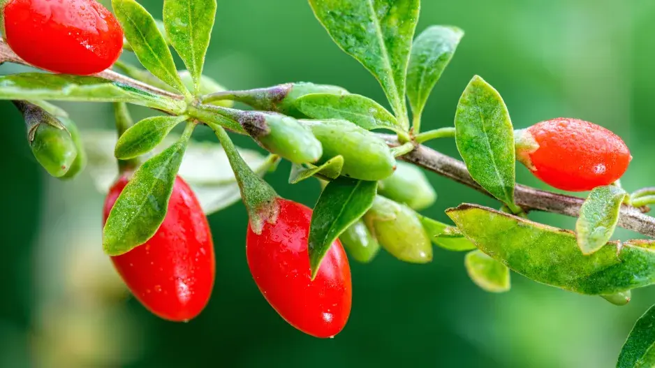 Plody kustovnice čínské