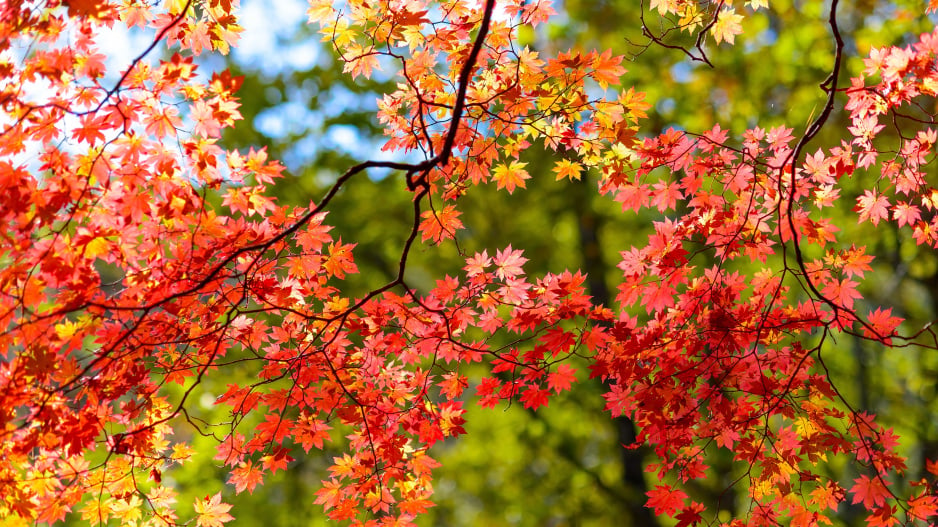 Podzimně zbarvené listí