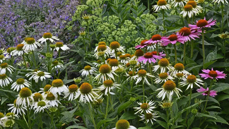 Třapatkovky Třapatkovky