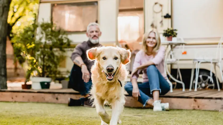 Pes na zahradě_úvodní foto