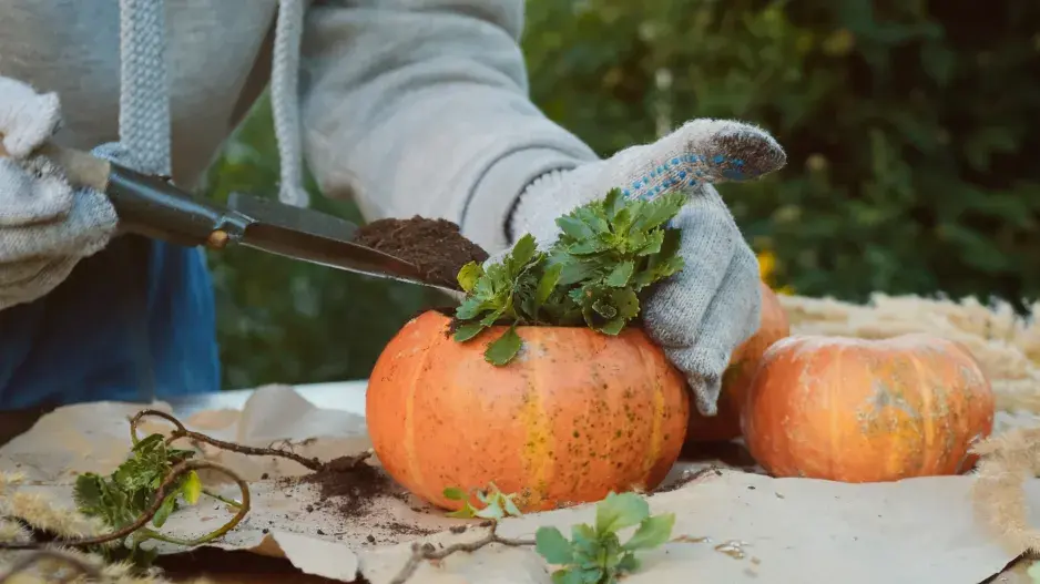 Dýně s rozchodníky