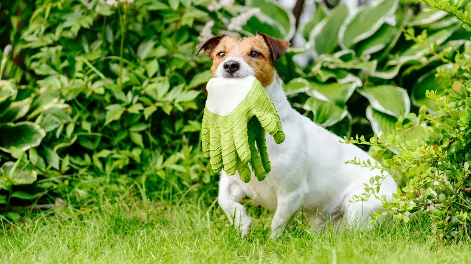 Pes v zahradě_trvalky