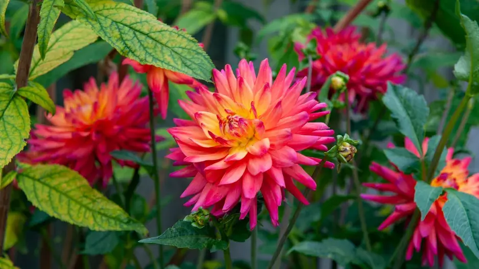 Červené květy jiřin