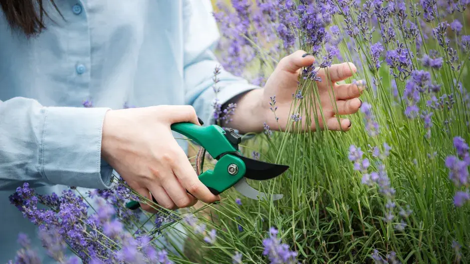 Levanduli nikdy nestříhejte do starého dřeva