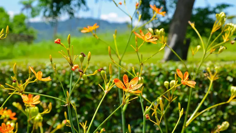 Zářivá kvítka angínovníku jsou potěchou pro oko