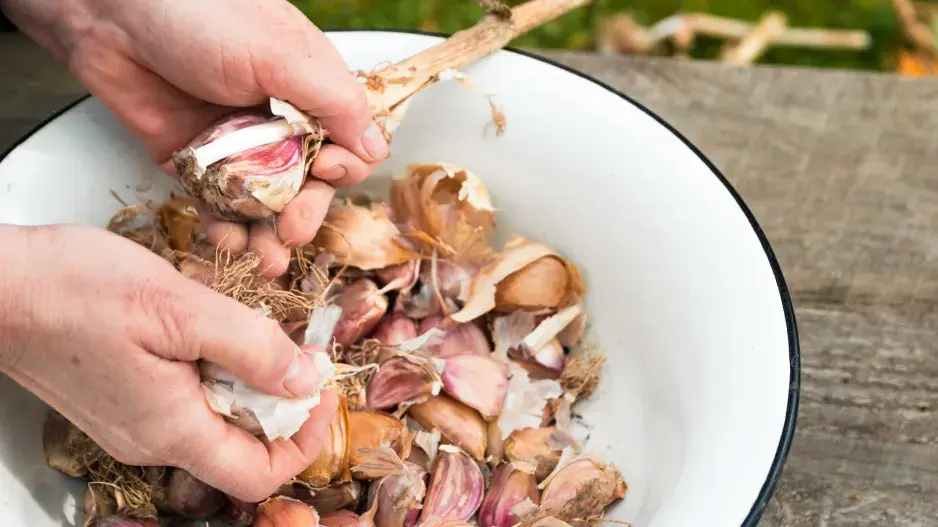 Před výsadbou česnekové palice rozdělte a vyhoďte špatné stroužky.