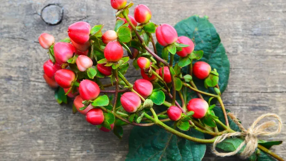 Snítka s dřevitou třezalkou