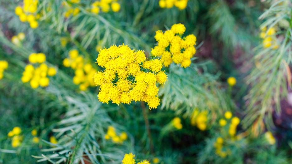  Hvězdnice zlatovlásek (Aster linosyris)