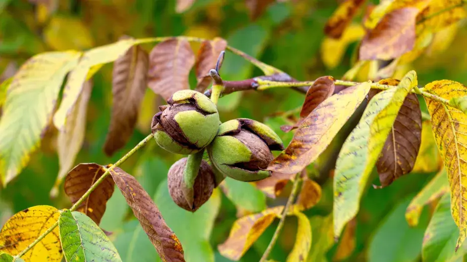 Dozrávající vlašské ořechy