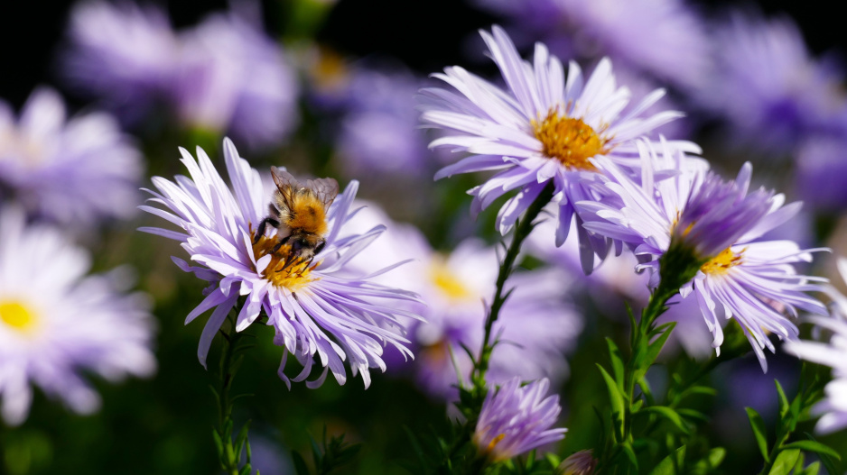 ’Asran’, nová odrůda asijské hvězdnice nestařcovité (Aster ageratoides)