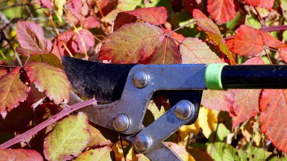 Střih ostružiníku