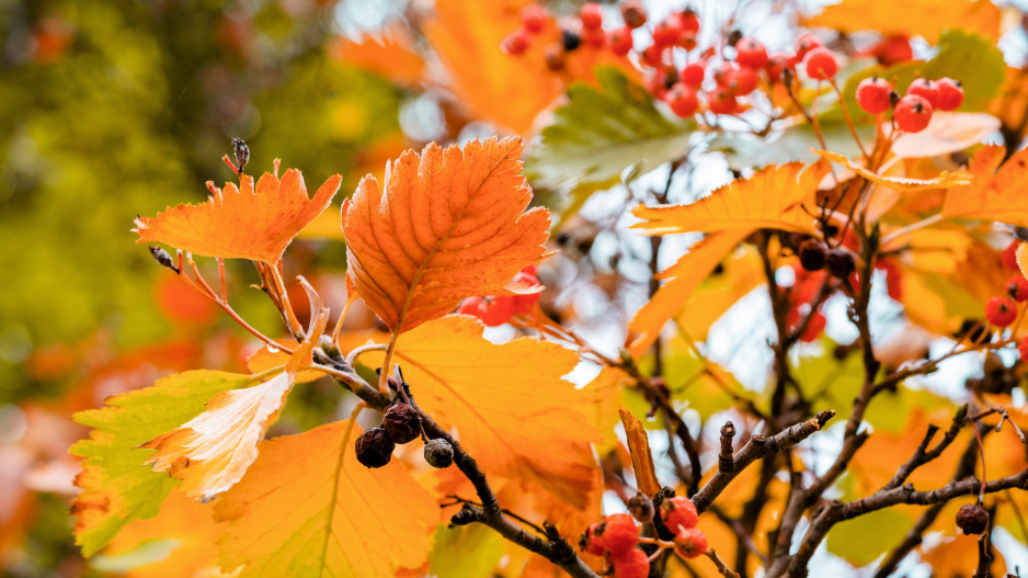 Jeřáb prostřední (Sorbus intermedia)