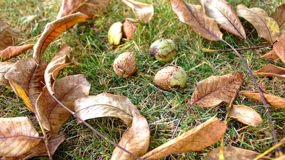 Ořechy v trávě
