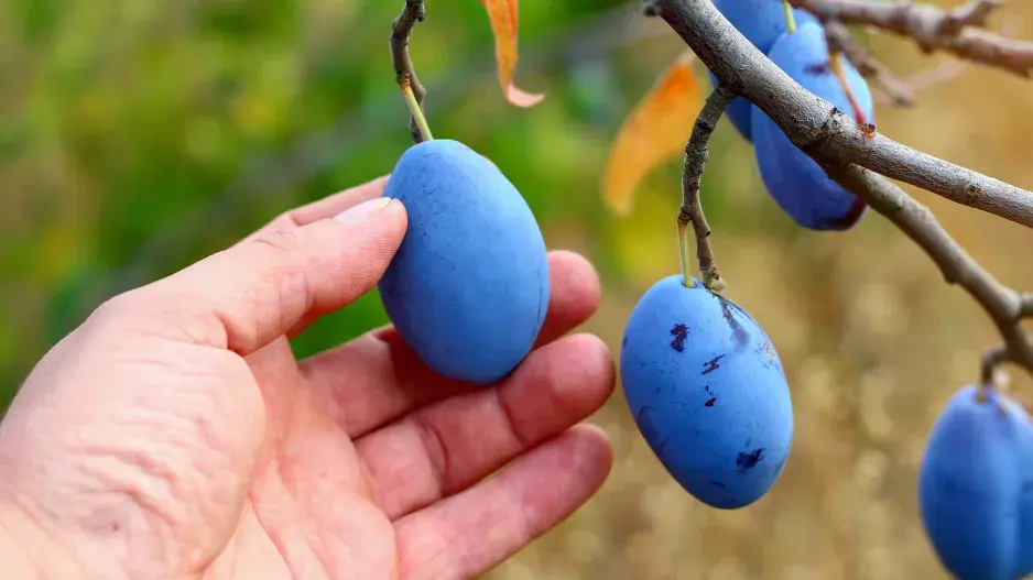 Poslední švestky na stromě