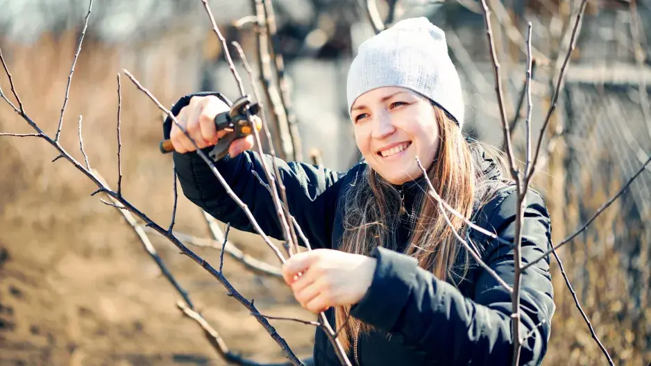 Řez po výsadbě stromku