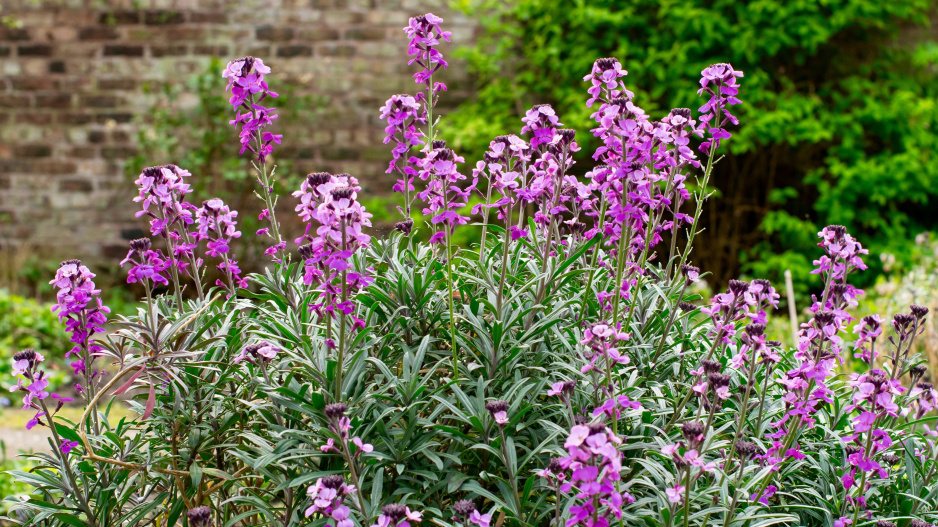 Trýzel 'Bowle's Mauve'