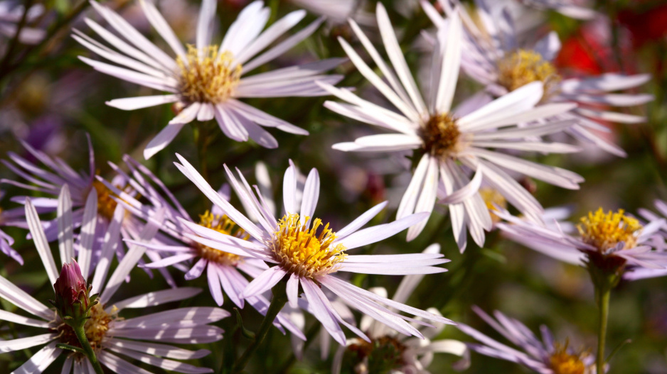 ’Lutetia’, odrůda hvězdice pyrenejské (Aster pyrenaeus)