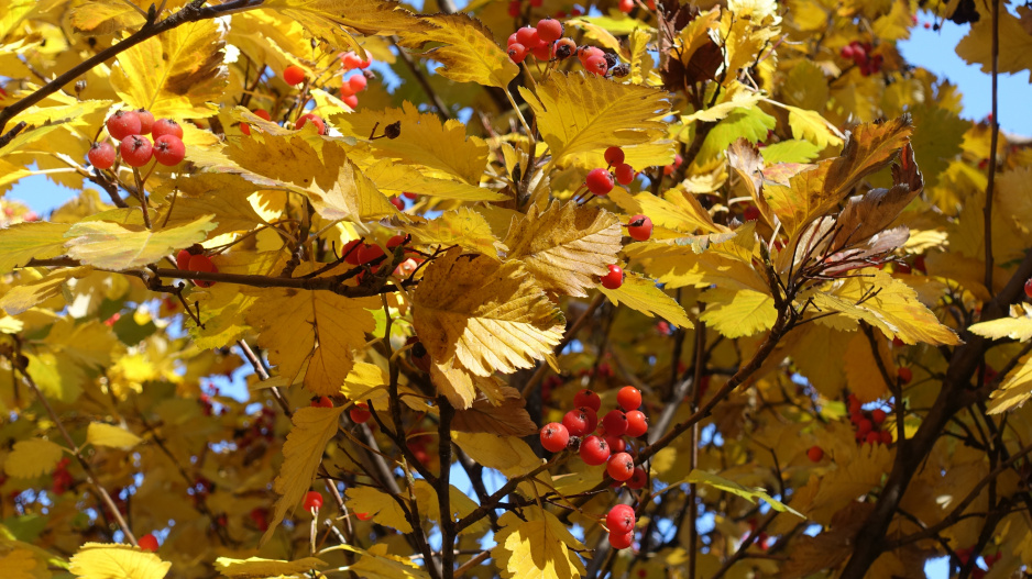 Jeřáb muk (Sorbus aria)