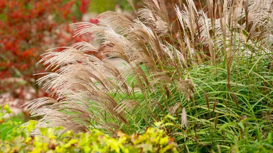 Okrasné trávy na podzim