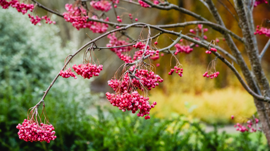 Jeřáb Vilmorinův (Sorbus vilmorinii)