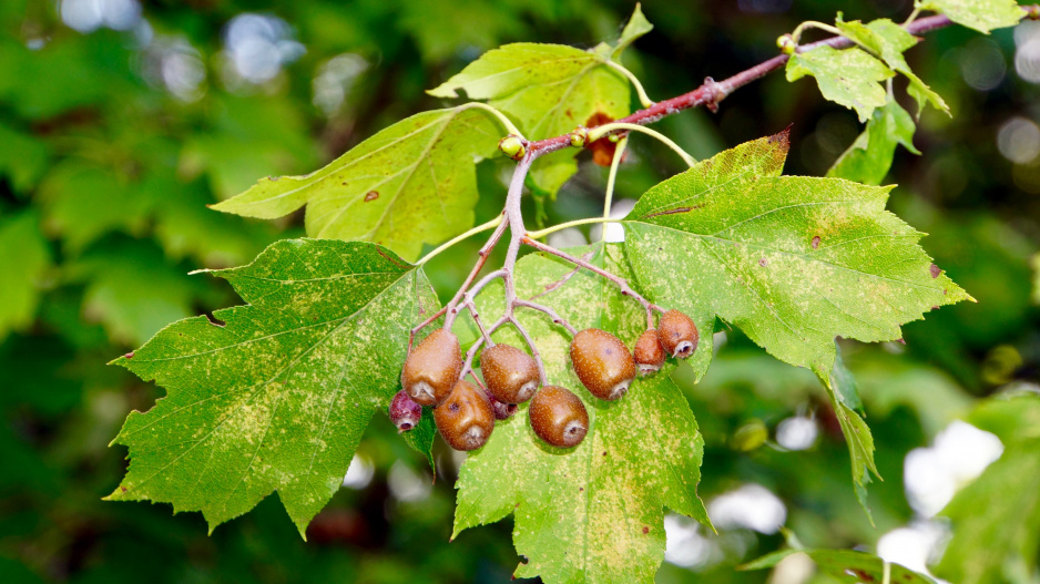 Jeřáb břek (Sorbus torminalis)