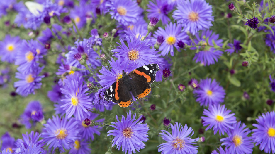 Hvězdnice novobelgická (Aster novi-belgii)