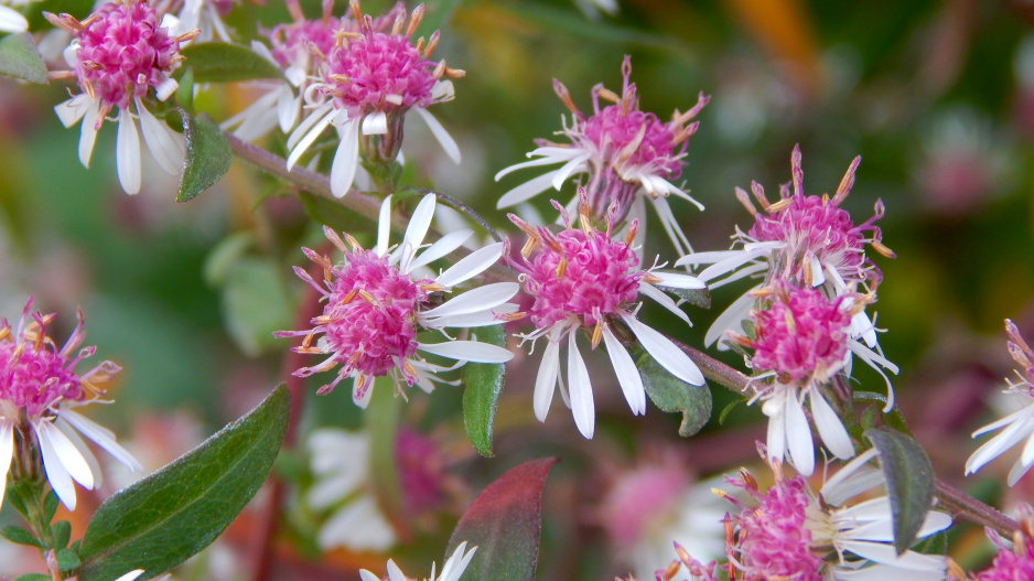 Odrůda hvězdnice pokřivené (Aster laterifolius) ’Lady in Black’