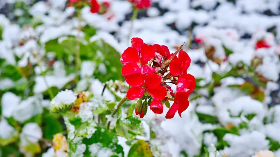 Muškát zasypaný sněhem