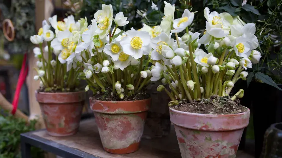 Kvíz Vánoce Čemeřice