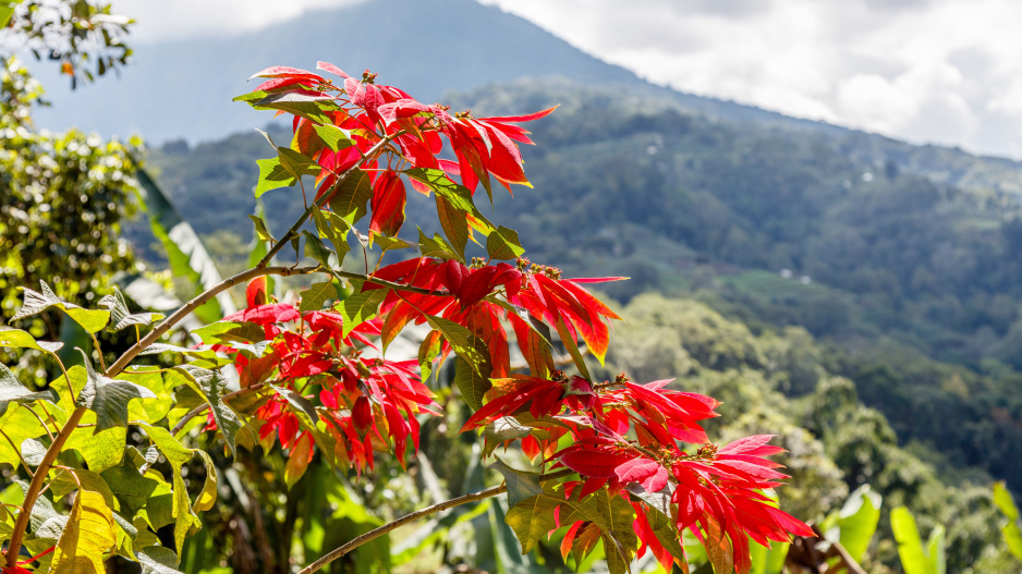 Poinsettie jako keř na Bali
