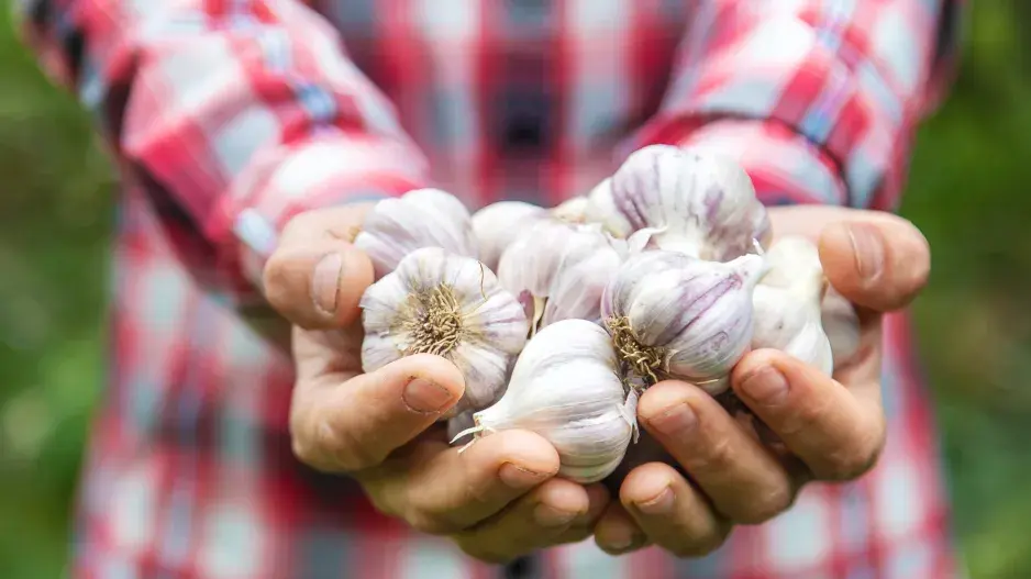 Česnek v dlaních
