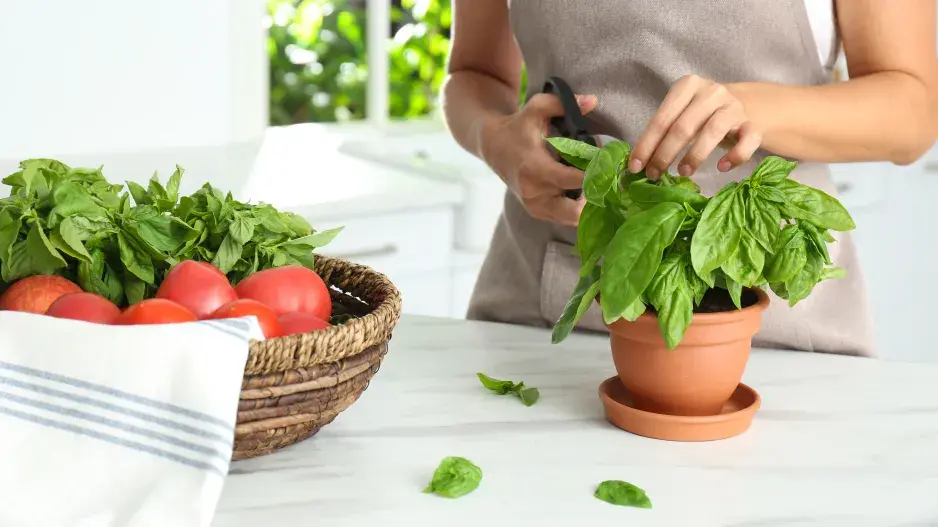 bylinky ze supermarketu vyžadují péči