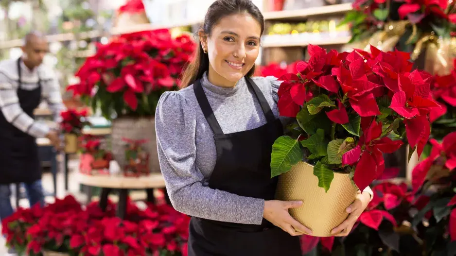 Kvíz Vánoce Vánoční hvězda