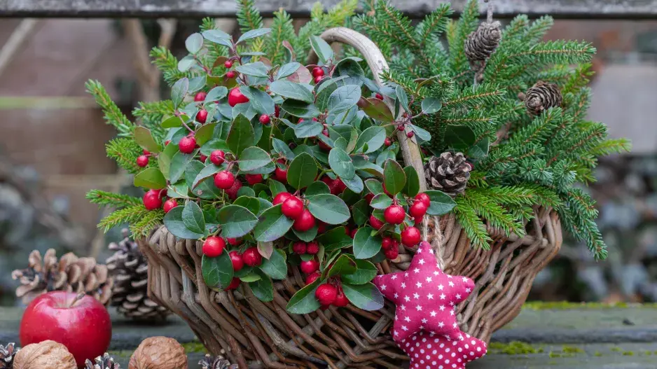 Vánoční koš, větve a červené plody