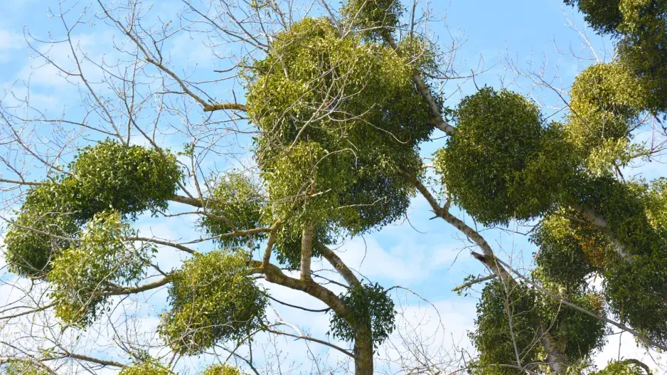 Kvíz Vánoce Jmelí